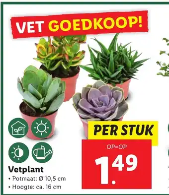 Lidl Vetplant per stuk aanbieding