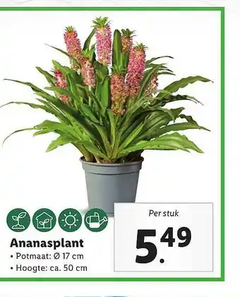 Lidl Ananasplant aanbieding