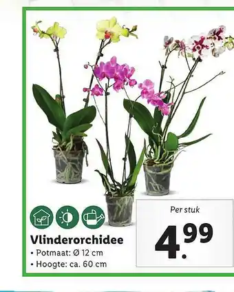 Lidl Vlinderorchidee aanbieding