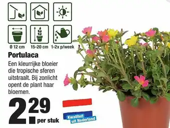 ALDI Portulaca aanbieding