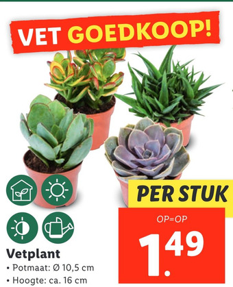 Lidl Vetplant aanbieding