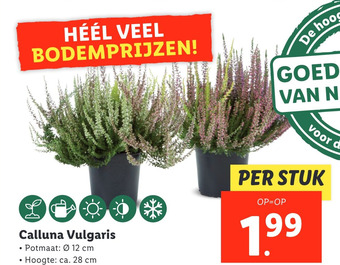 Lidl Calluna vulgaris aanbieding