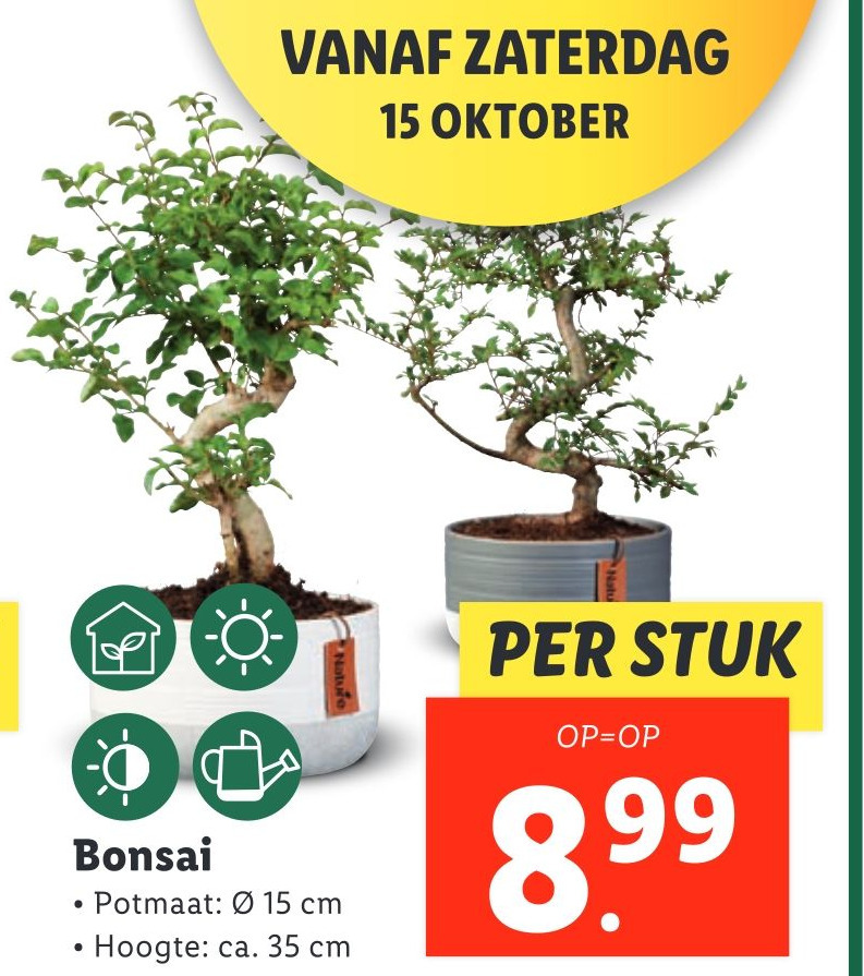 Bonsai aanbieding bij Lidl