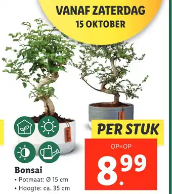 Lidl Bonsai aanbieding