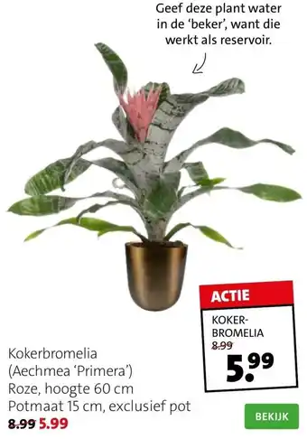 Intratuin Kokerbromelia (aechmea 'primera') aanbieding