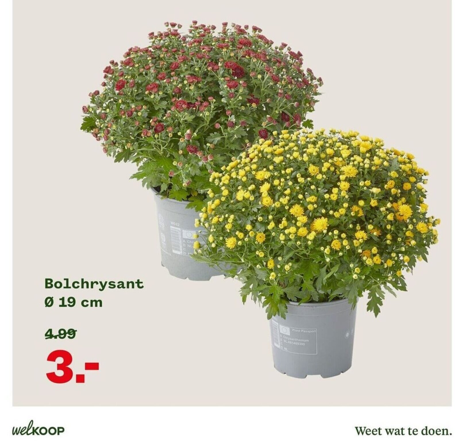 Bolchrysant 19cm aanbieding bij Welkoop