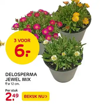 Praxis Delosperma Jewel mix aanbieding