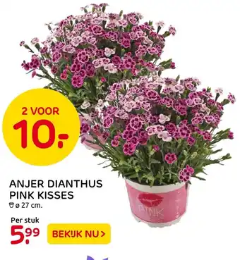 Praxis Anjer Dianthus Pink kisses aanbieding