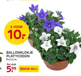 Praxis Ballonklokje platycodon aanbieding