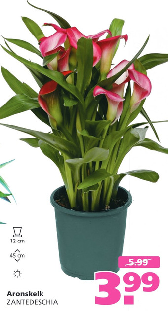 Ranzijn Aronskelk zantedeschia aanbieding