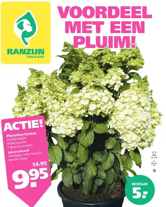 Ranzijn Pluimhortensia aanbieding