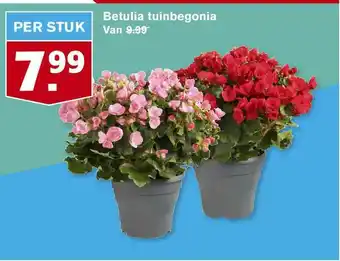 Hoogvliet Betulia Tuinbegonia aanbieding