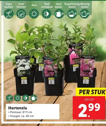 Lidl Hortensia aanbieding