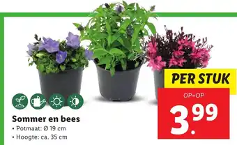 Lidl Sommer en bees aanbieding