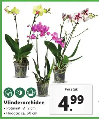 Lidl Vlinderorchidee aanbieding