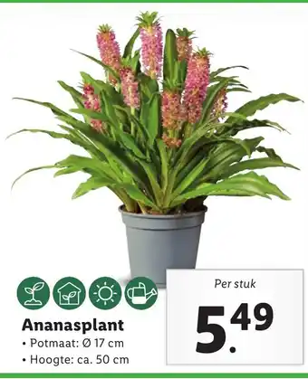 Lidl Ananasplant aanbieding