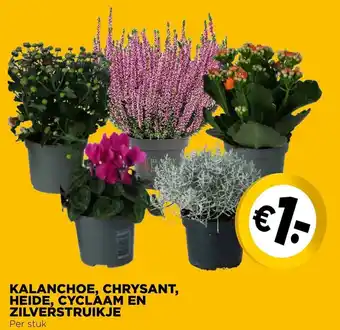 Jumbo Kalanchoe, chrysant, heide, cyclaam en zilverstruikje aanbieding