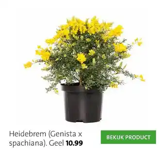 Intratuin Heidebrem (Genista X Spaciana) aanbieding