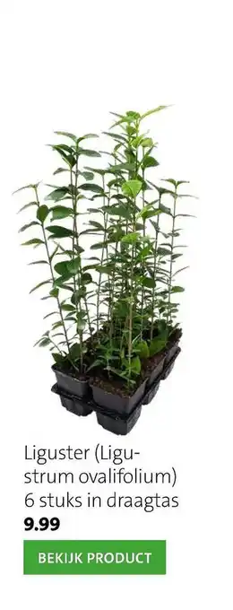 Intratuin Liguster (Ligustrum Ovalifolium) aanbieding