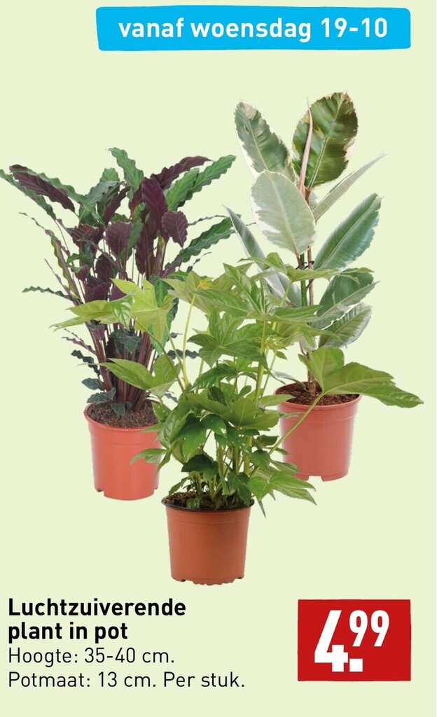 Luchtzuiverende plant in pot aanbieding bij ALDI