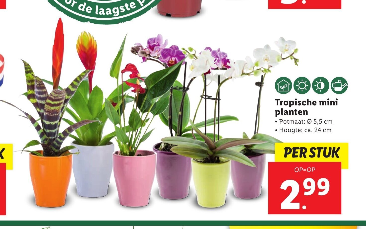 Tropische mini planten aanbieding bij Lidl