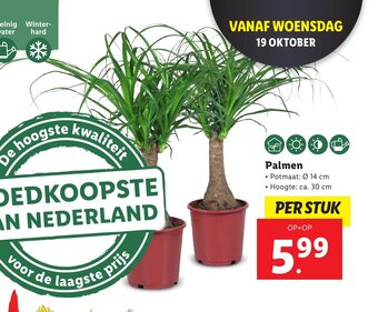 Lidl Palmen aanbieding