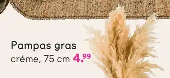 Leen Bakker Pampas gras aanbieding