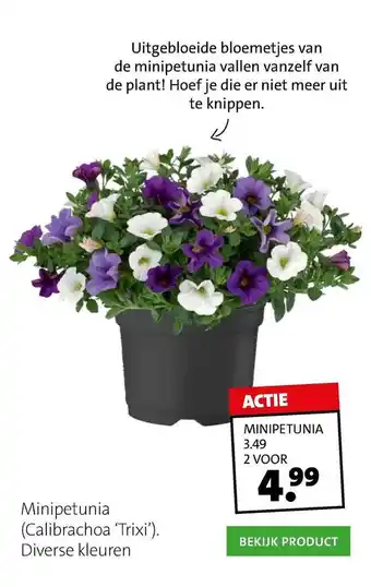 Intratuin Minipetunia (Calibrachoa 'Trixi') aanbieding