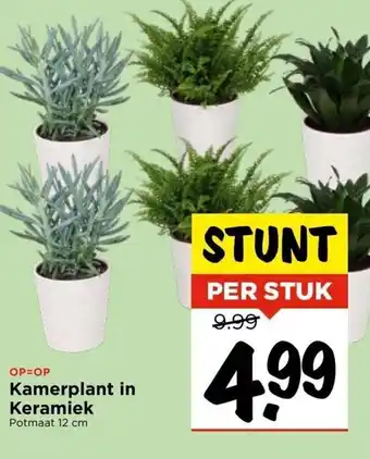 Vomar Voordeelmarkt Kamerplant in keramiek 12 cm aanbieding