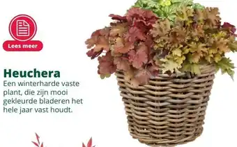 GroenRijk Heuchera aanbieding