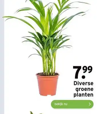 GAMMA Diverse groene planten aanbieding