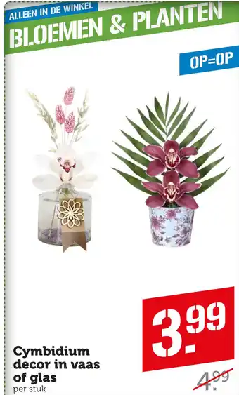 Coop Cymbidium decor in vaas of glas per stuk aanbieding