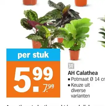 Albert Heijn AH Calathea aanbieding