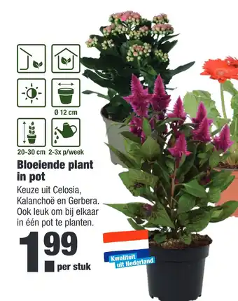 ALDI Bloeiende plant in pot aanbieding