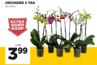 Jumbo Orchidee 2-tak aanbieding