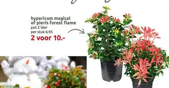 Deka Tuin Hypericum magical of pieris forest flame aanbieding