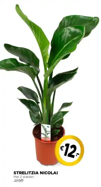 Jumbo Strelitzia nicolai aanbieding