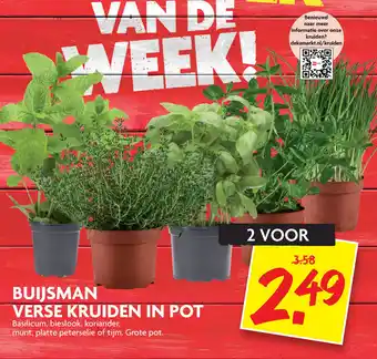 Dekamarkt Buijsman Verse Kruiden In Pot aanbieding