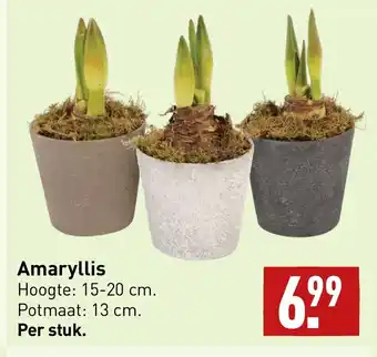 ALDI Amaryllis aanbieding