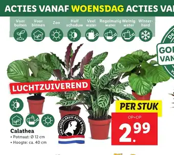 Lidl Calathea aanbieding