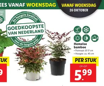 Lidl Hemelse bamboe aanbieding