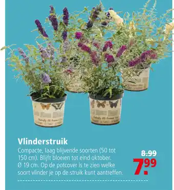 Welkoop Vlinderstruik aanbieding