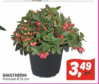 Dekamarkt Gaultheria 15 cm aanbieding