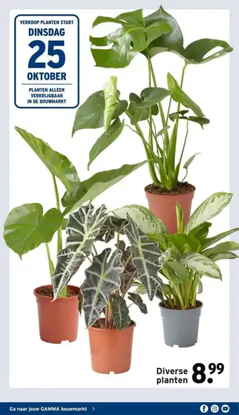 GAMMA Diverse planten aanbieding