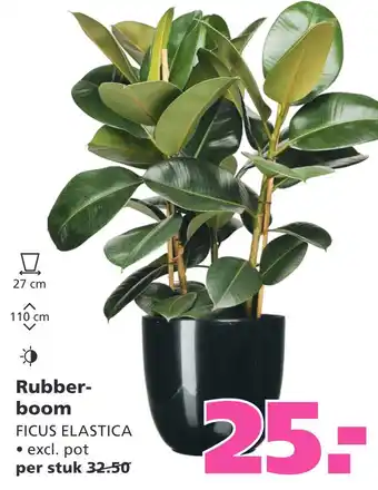 Ranzijn Rubberboom ficus elastica aanbieding