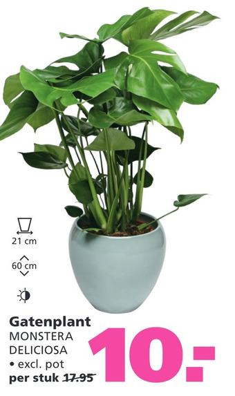 Ranzijn Gatenplant monstera deliciosa aanbieding