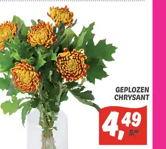 Dekamarkt Geplozen chrysant aanbieding