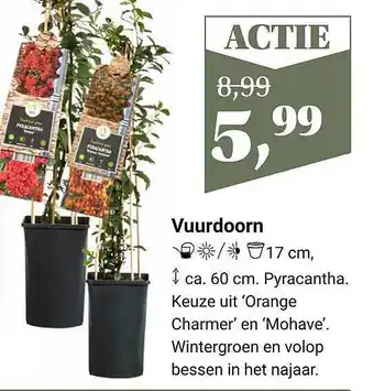 Tuincentrum Osdorp Vuurdoorn aanbieding