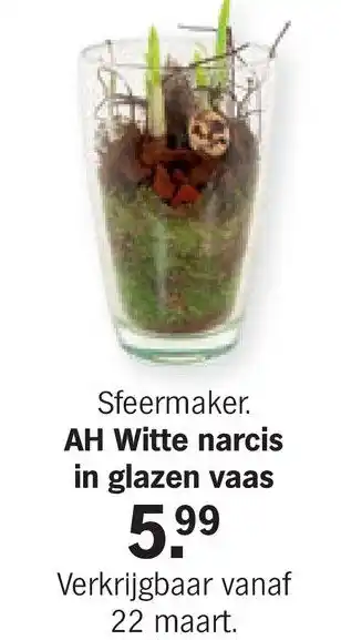 Albert Heijn AH Witte narcis in glazen vaas aanbieding