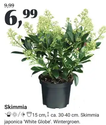 TuinWereld Skimmia aanbieding